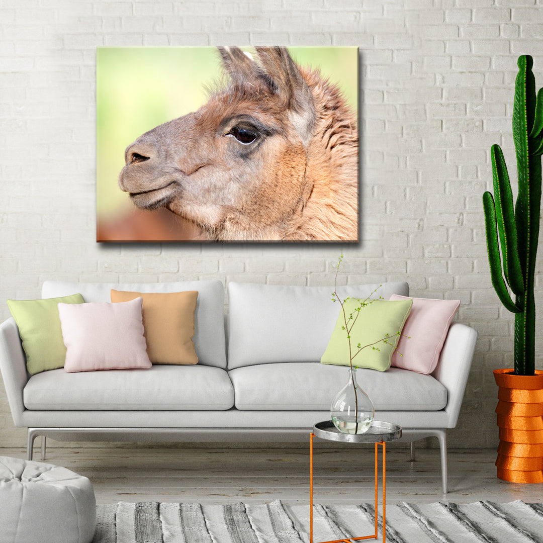 Llama' Wrapped Canvas Wall Art