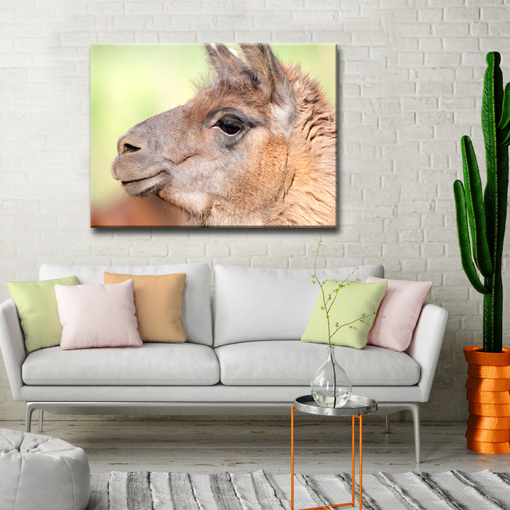 Llama' Wrapped Canvas Wall Art