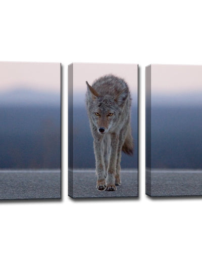Coyote' Wrapped Canvas Wall Art Set