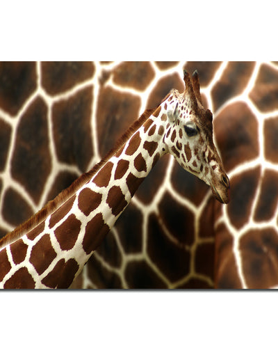 Indoor/Outdoor Wall Art 'Giraffe' in ArtPlexi