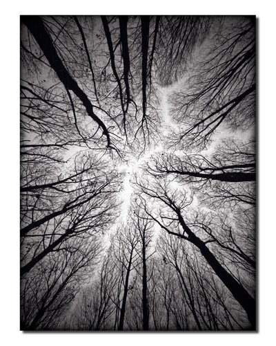 Indoor/Outdoor Wall Art 'Ceiling' in ArtPlexi