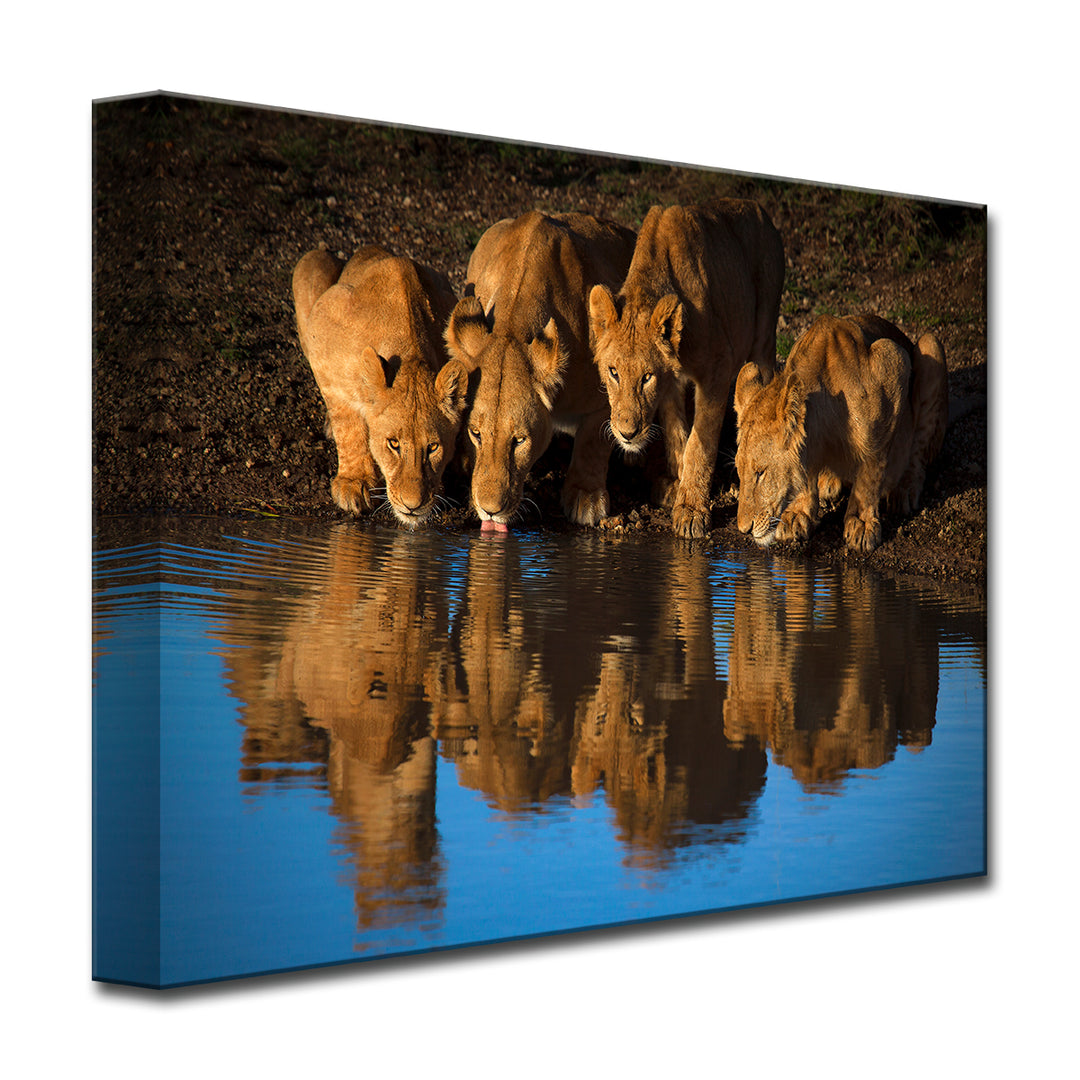 Lions of Mara' Wrapped Canvas Wall Art