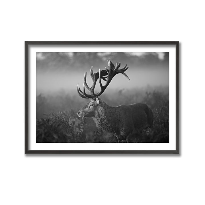 "Sunny Morning" Framed Print Wall Art