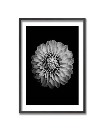 "Marigold" Framed Print Wall Art