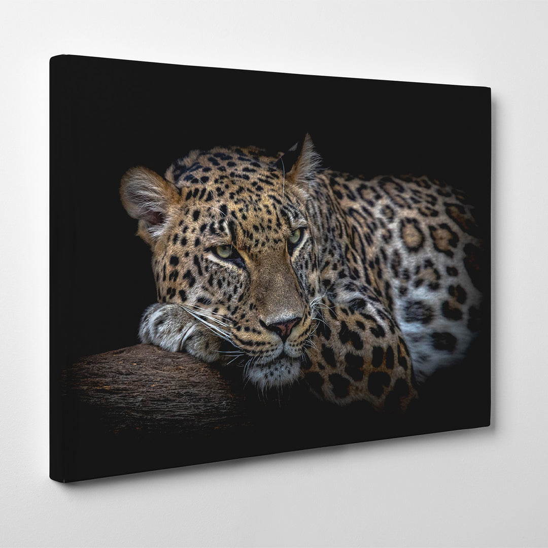 'Leopard Resting'  Wall Art