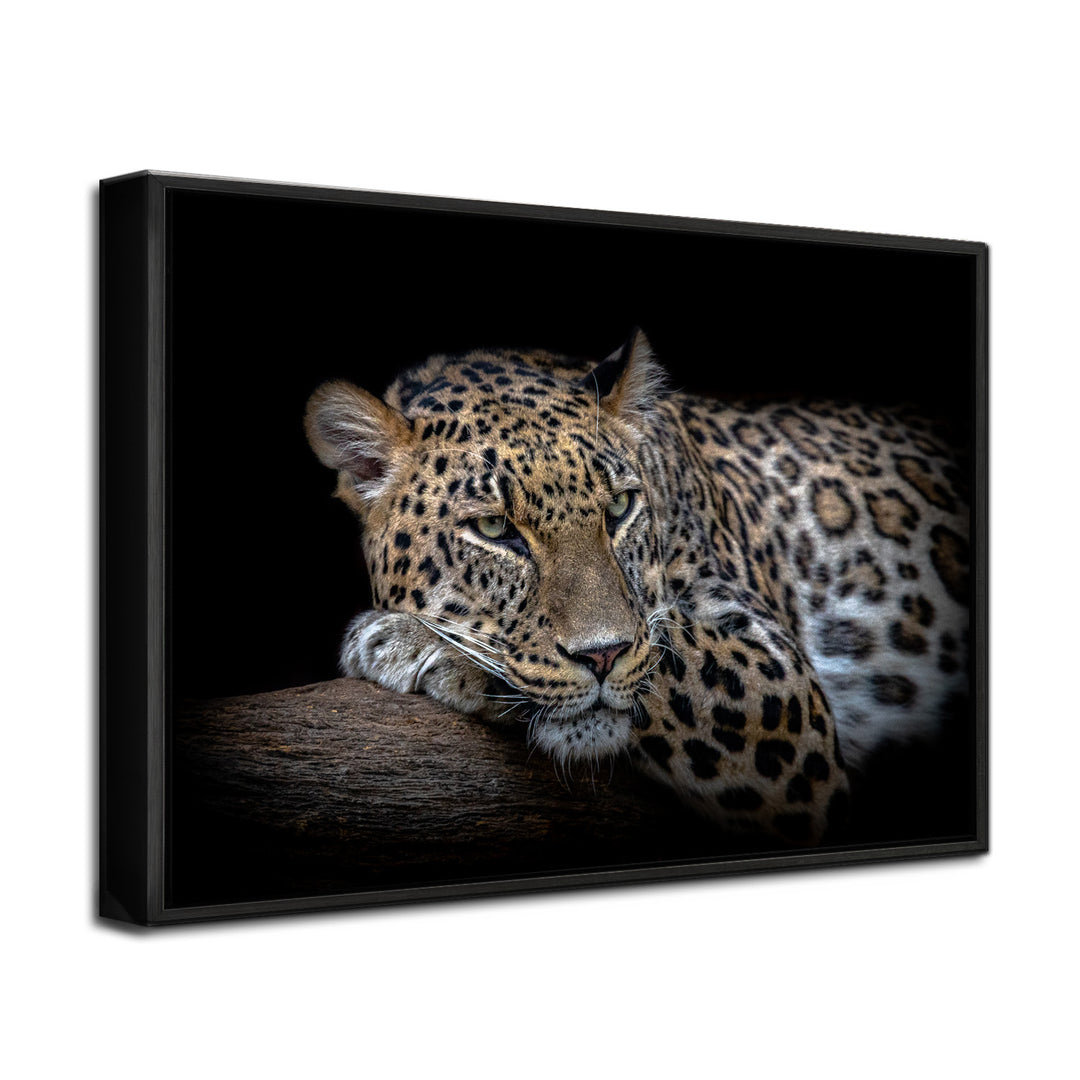 'Leopard Resting'  Wall Art