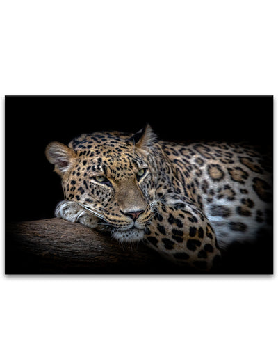 'Leopard Resting'  Wall Art