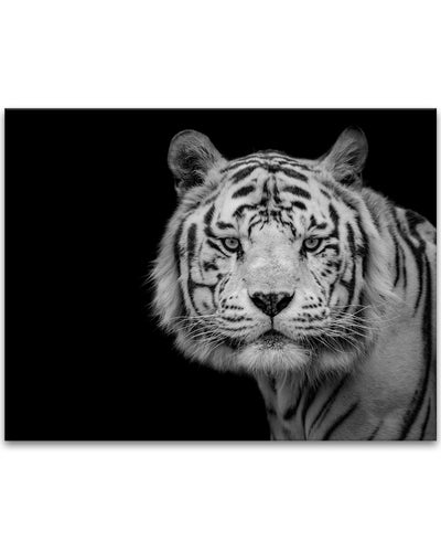 'Bengal White Tiger'  Wall Art
