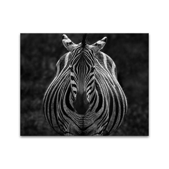 'Stare'  Wall Art