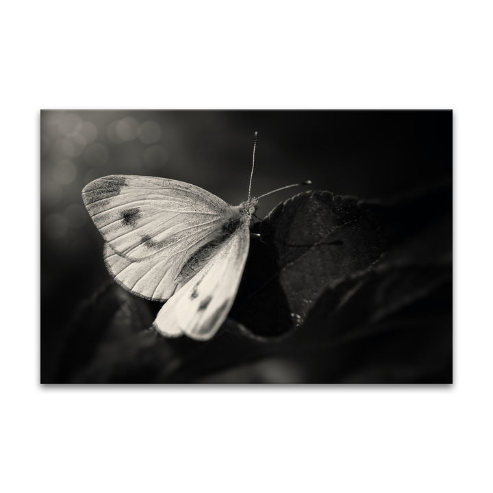 'The Escape'  Wall Art