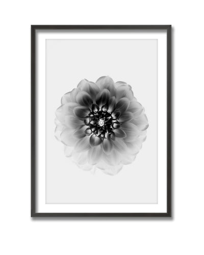 "X-Ray" Framed Print Wall Art