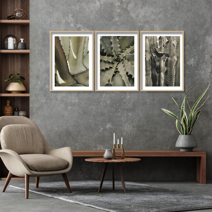 "Succulents" Framed 3-Piece Wall Art Set