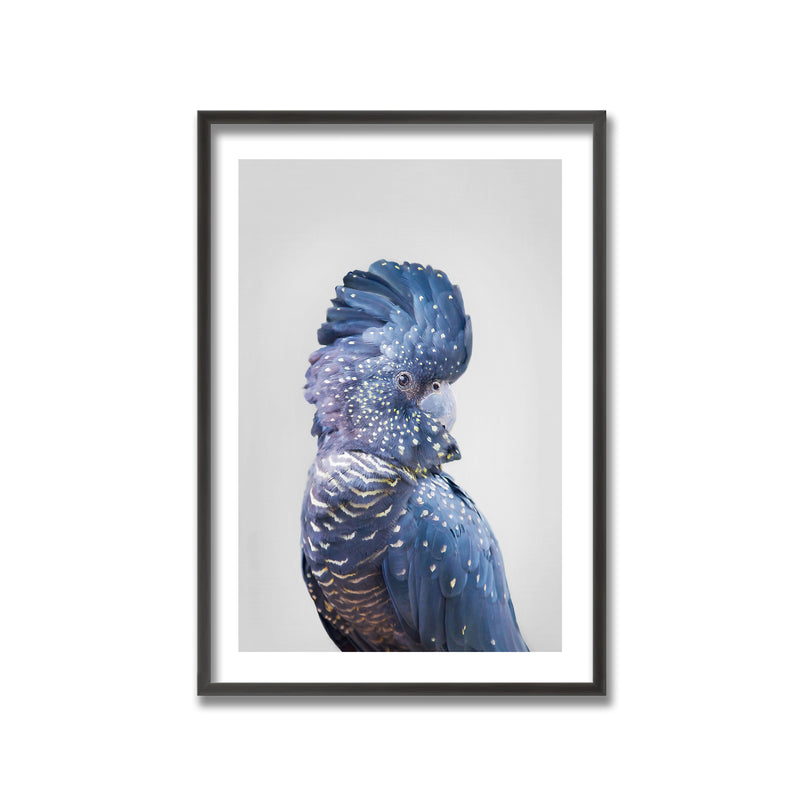 "Black Cockatoo" Framed Print Wall Art
