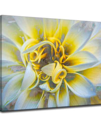 Painted Petals No. 37' Wrapped Canvas Wall Art