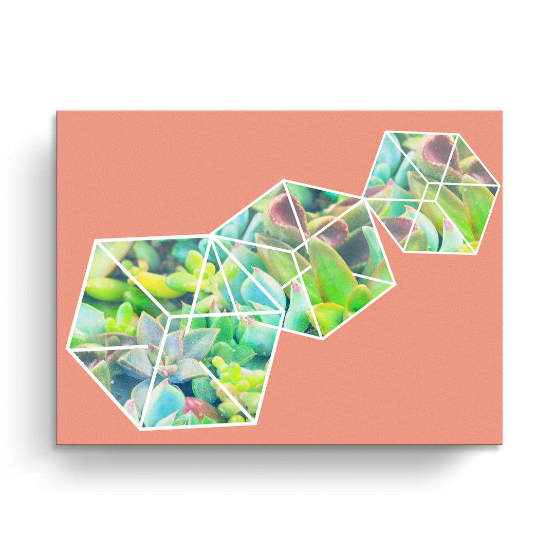 'Green Ice Dice'  Succulent Wall Art