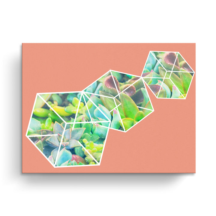 'Green Ice Dice'  Succulent Wall Art
