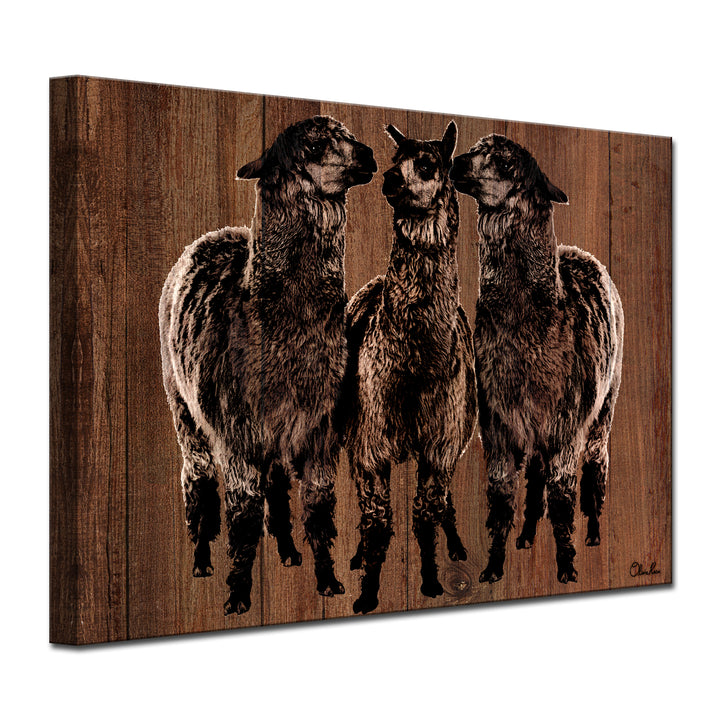 'Alpaca Trio' Wrapped Canvas Wall Art